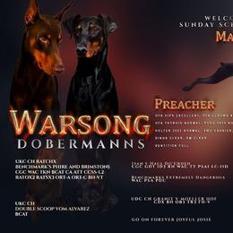 Doberman Pinscher puppies from Warsong Dobermann