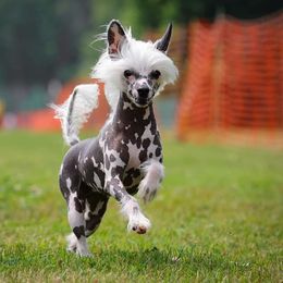 cookie - Chinese Crested
