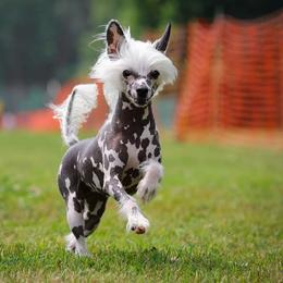 cookie - Chinese Crested