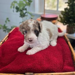 Polly - White and red merle female Bordoodle puppy in Valley Center, California from Circle R Valley Bordoodls