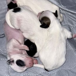Chinese Crested and Miniature American Shepherd Puppies from Carousel Kennel