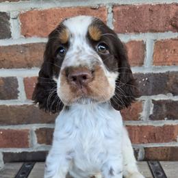 Tabby - Liver white and tan female English Springer Spaniel puppy in Statesville, North Carolina from BAR Z Springers