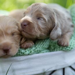 Dachshunds from Natasha Vohs