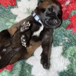 Purple Collar - Fawn female Belgian Malinois puppy in Trenton, Georgia from Laeknir K9