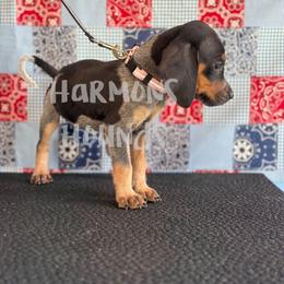 Poppy - Blue ticked and tan female Bluetick Coonhound puppy in Mount Pleasant, Texas from Harmons Hounds
