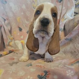 Girl 1 - Basset Hound puppy from Bad and Boujee Basset Hounds