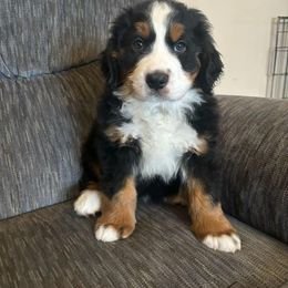Bernese Mountain Dog and Golden Retriever Puppies from Colson Kennels