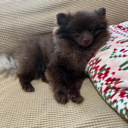 Hershey - Pomeranian