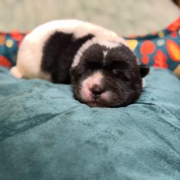 Rosemary - White female Chinese Shar-Pei puppy in Lenoir, North Carolina from Peitato Chips