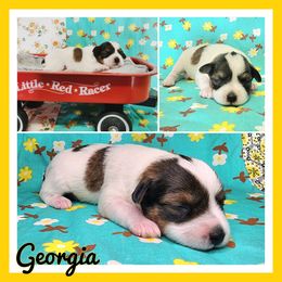 Georgia - Parti female Schnoodle puppy in Lebanon, Missouri from Cedar Glades Canines