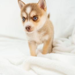 Peach Pie - Red and white male Pomsky puppy in Spring City, Pennsylvania from Pomsky Power Puppies