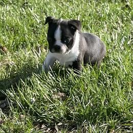 Frank - Black and white male Boston Terrier puppy in Fillmore, Illinois from Wind Hill Puppies
