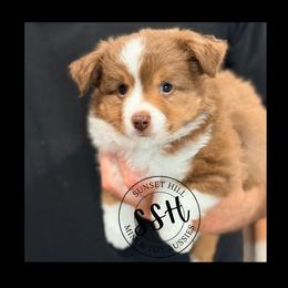 Shammy - Red tri-color male Miniature American Shepherd puppy in Arcanum, Ohio from Sunset Hill Mini & Toy Aussies