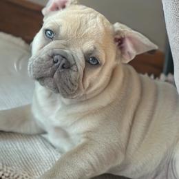 French Bulldogs from Born in Paradise Frenchies