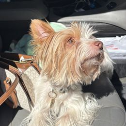 Roxy - Yorkshire Terrier