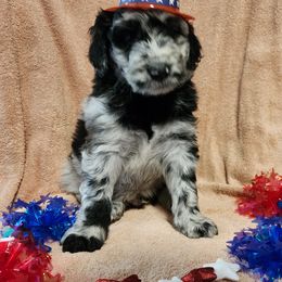 Aussiedoodle Puppies from Stone Shoe Ranch Aussiedoodles
