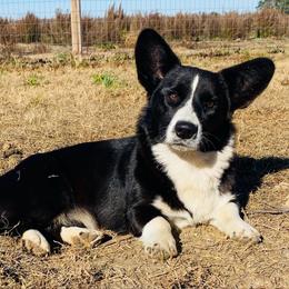 Cricket - Black and white female Cardigan Welsh Corgi puppy in Kerens, West Virginia from Leather & Lace