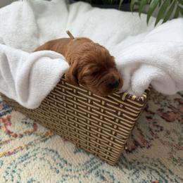 Light pink girl - Chestnut female Irish Setter puppy in West Haven, Utah from McClellan Setters