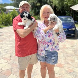 Bernedoodle and Goldendoodle Puppies from The Beach Doodles