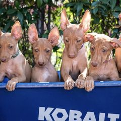 Cirneco dell’Etnas, Kuvaszok, and Wirehaired Pointing Griffons from Kaen Kennels