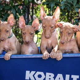 Cirneco dell’Etnas, Kuvaszok, and Wirehaired Pointing Griffons from Kaen Kennels