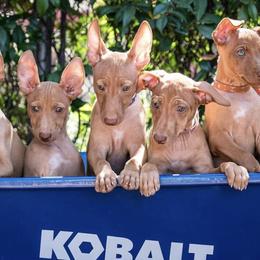 Cirneco dell’Etnas, Kuvaszok, and Wirehaired Pointing Griffons from Kaen Kennels