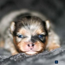 Cortado - Blue merle male Pomeranian puppy in Bremen, Indiana from AMS Pomeranians and Pomskies in Indiana