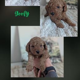 Goofy - Red  male Goldendoodle puppy in Newdale, Idaho from Canyon Creek Puppies