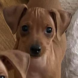 Red boy 2 Chris - Red male Miniature Pinscher puppy in Granby, Connecticut from Cross Bay Labradors