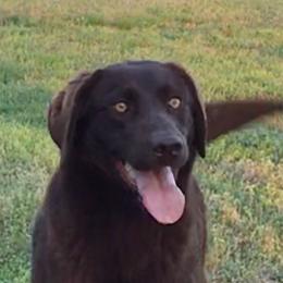 Brownie - Labrador Retriever