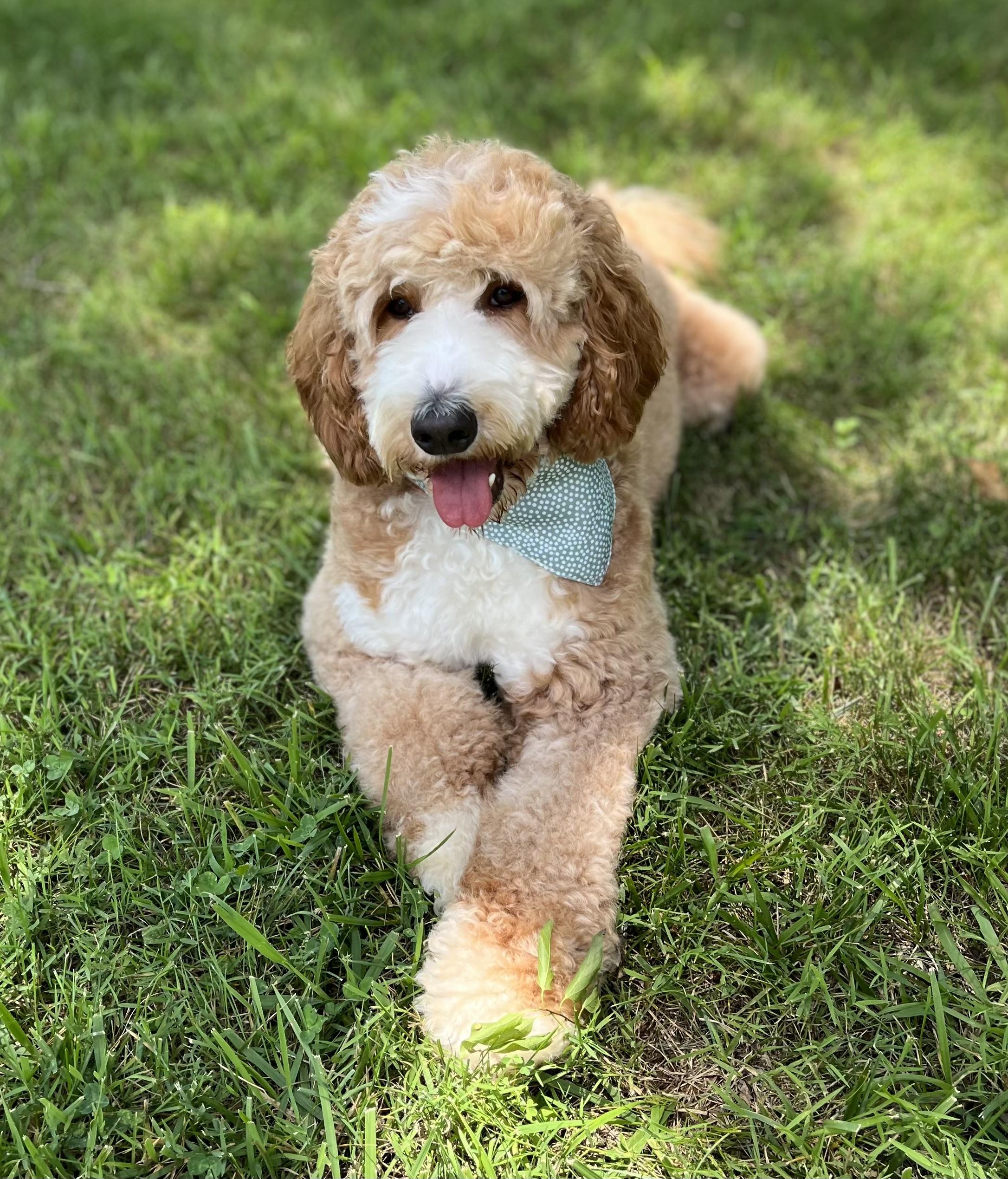 Piper