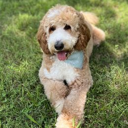 Piper - Goldendoodle