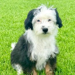 Suzy - female Australian Mountain Doodle puppy in Sterling, Colorado from North 40 Doodles