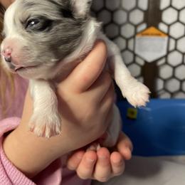 Pixel - Blue merle male Pomeranian puppy in Franklin, North Carolina from A&J Cutie Pawtooties