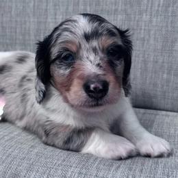 Boy 1 - Dapple male Dachshund puppy in Houston, Texas from L&L 4D Dancer’s Dachshunds