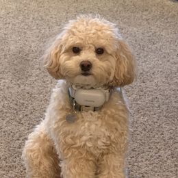 Lucy - Shihpoo