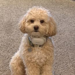 Lucy - Shihpoo