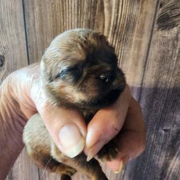 Billy - Red male Brussels Griffon puppy in Nc, Florida from Brusseluv2