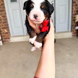 Dior - Tri-color male Bernedoodle puppy in West Haven, Utah from Split Mountain Doodles