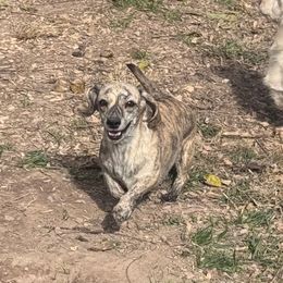 Millie - Brindle female Dachshund puppy in Conway, Missouri from Ozark Mountain Kennel