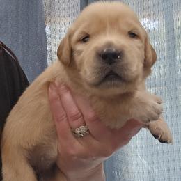 Ms. Orange - Light golden female Golden Retriever puppy in Mocksville, North Carolina from Hunting Creek Kennels & Farm