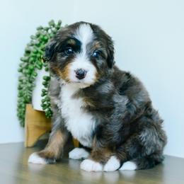 Girl 3 - Merle female Bernedoodle puppy in Spanish Fork, Utah from K Brand Doodles