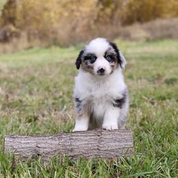 Enzo - Blue merle male Miniature American Shepherd puppy in Hamilton, Montana from North Lake Aussies