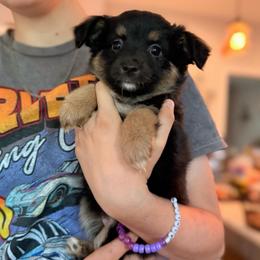 Daisy - Black tri female Miniature Australian Shepherd puppy in Harpers Ferry, West Virginia from Carter's Cuties