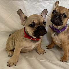 French Bulldogs from Arizona Quality Bullies