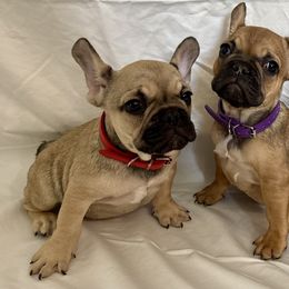 French Bulldogs from Arizona Quality Bullies