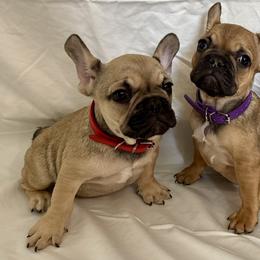 French Bulldogs from Arizona Quality Bullies