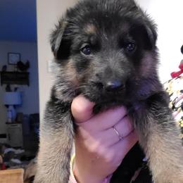 Orange - Black and red male German Shepherd puppy in Coatesville, Pennsylvania from Jessica's German Shepherds