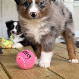 Stetson - Blue merle male Toy Australian Shepherd puppy in Huffman, Texas from Harper Cowboy VonBrunow