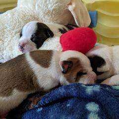 Staffordshire Bull Terrier Puppies from Sequoia Staffords